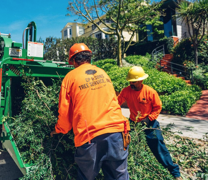 Tree Company Los Angeles